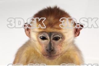 Toque Macaque - Macaca sinica 0002